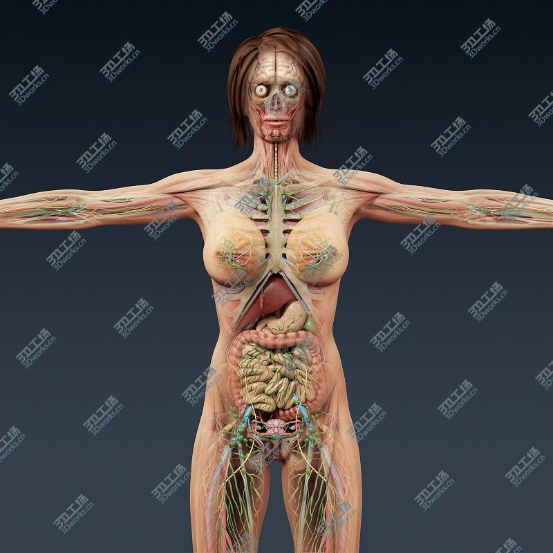 images/goods_img/20210113/Human Female Anatomy - Body, Muscles, Skeleton, Internal Organs and Lymphatic/2.jpg